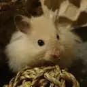 aliis